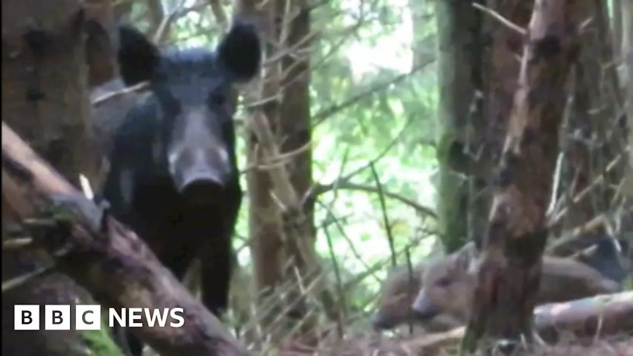 On the trail of the Great Glen's feral pigs