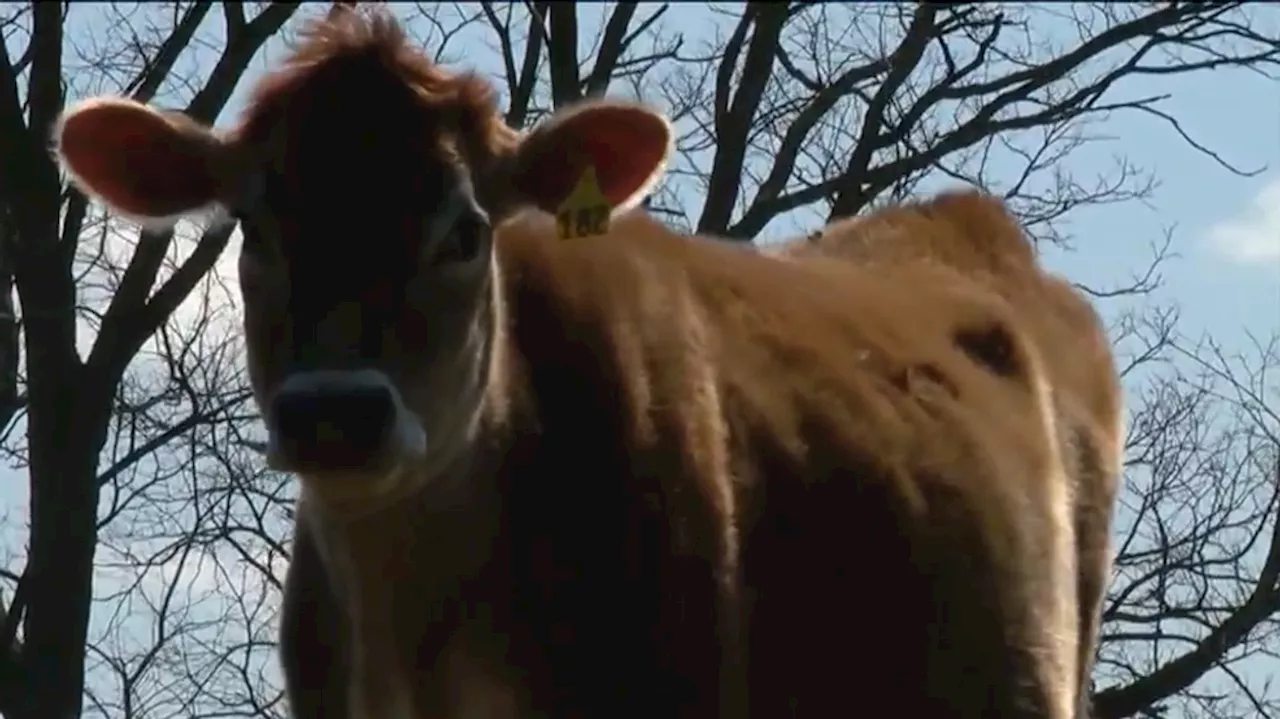 Motion grants Amish farmer, Amos Miller, ability to sell raw milk products out of state