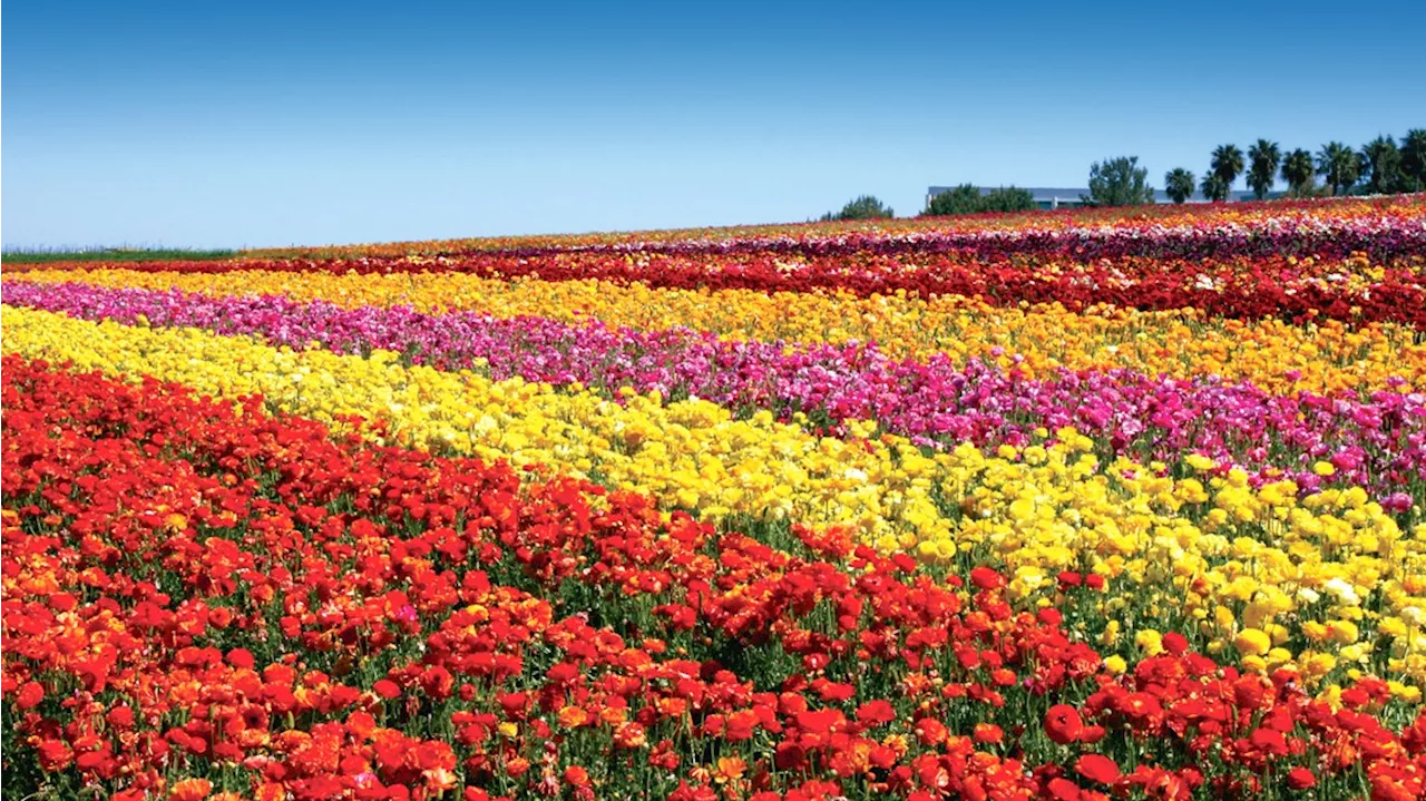 Carlsbad flower fields in full bloom after torrential rain