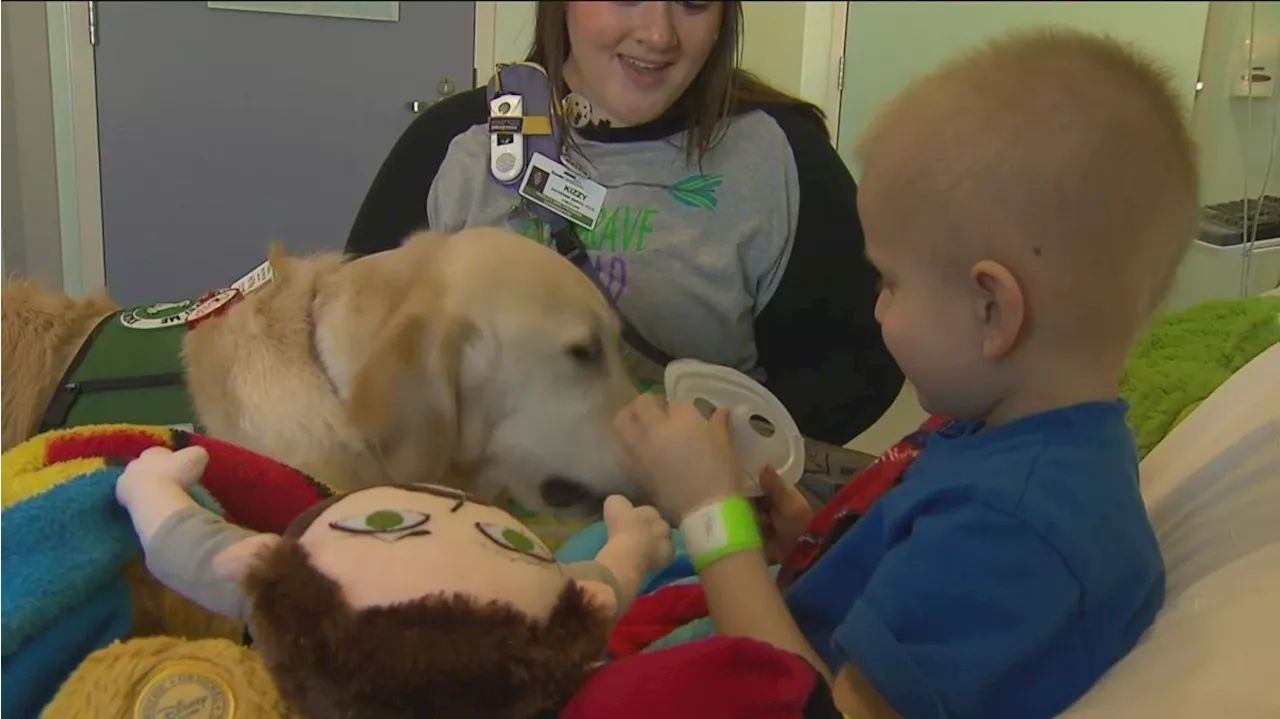 Help Rady Children's launch a professional canine therapy program