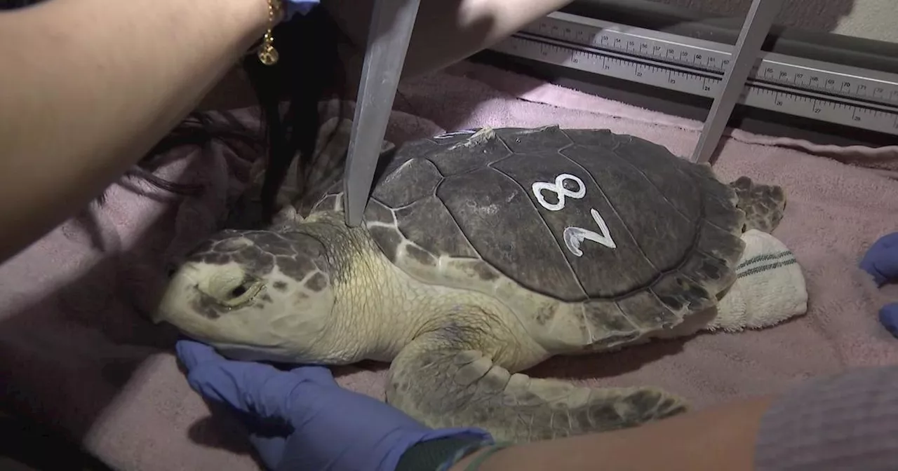 Hofstra University students opt to spend spring break volunteering at Marine Rescue Center