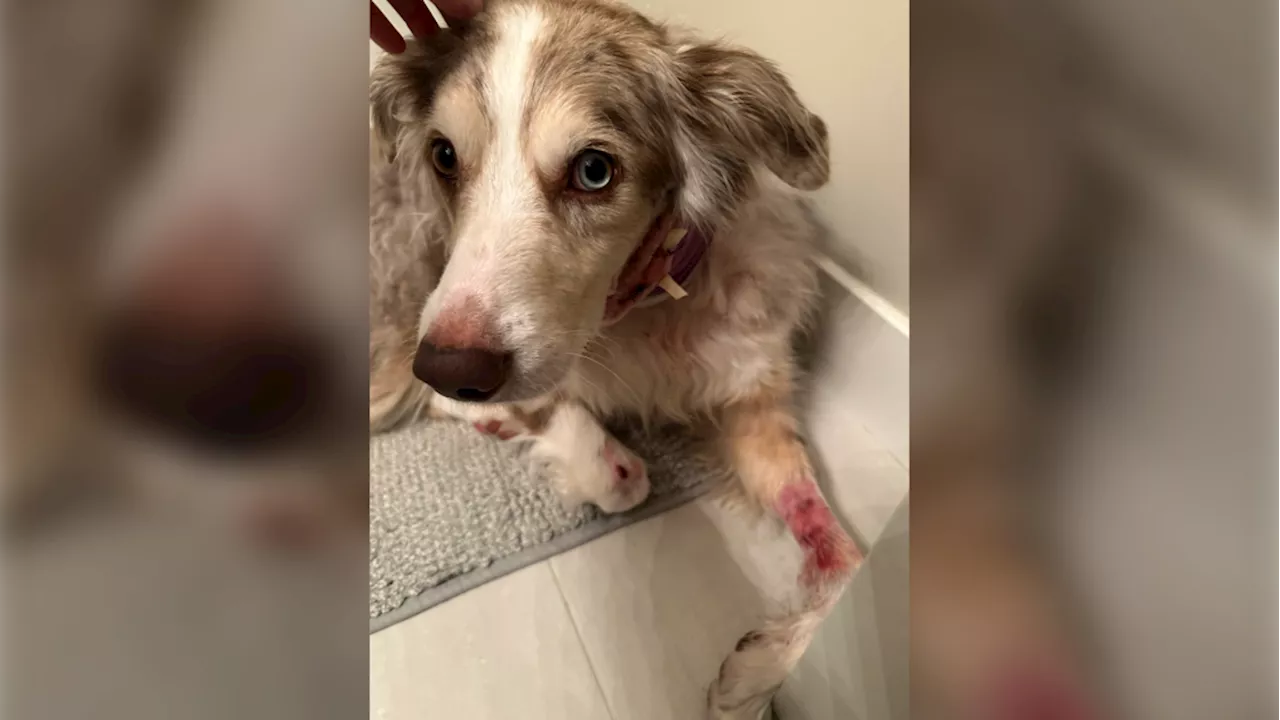 Pit Bull owner faces 18 charges after Auburn Bay attacks in February