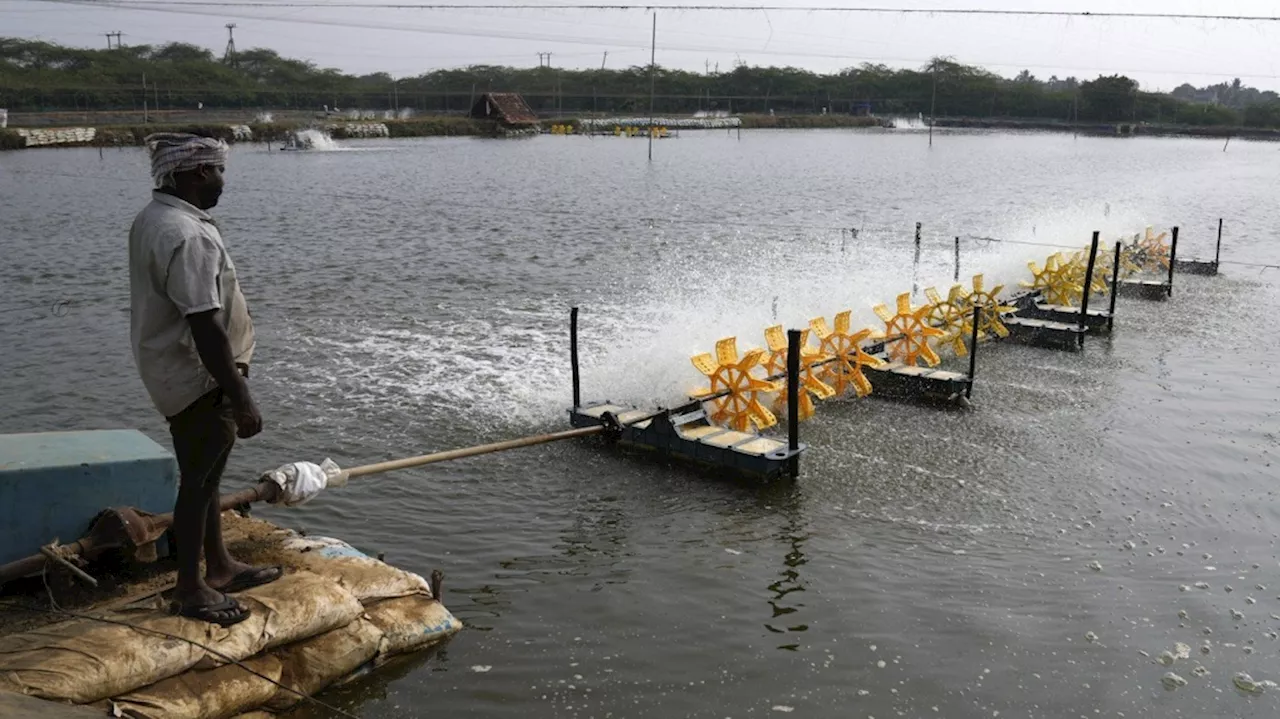 A look at the gruelling conditions in 'dangerous and abusive' Indian shrimp industry