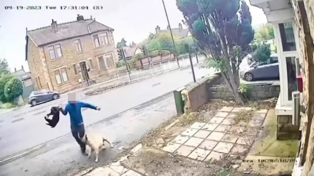 Dog owner fined just £200 for his mastiff mauling a man