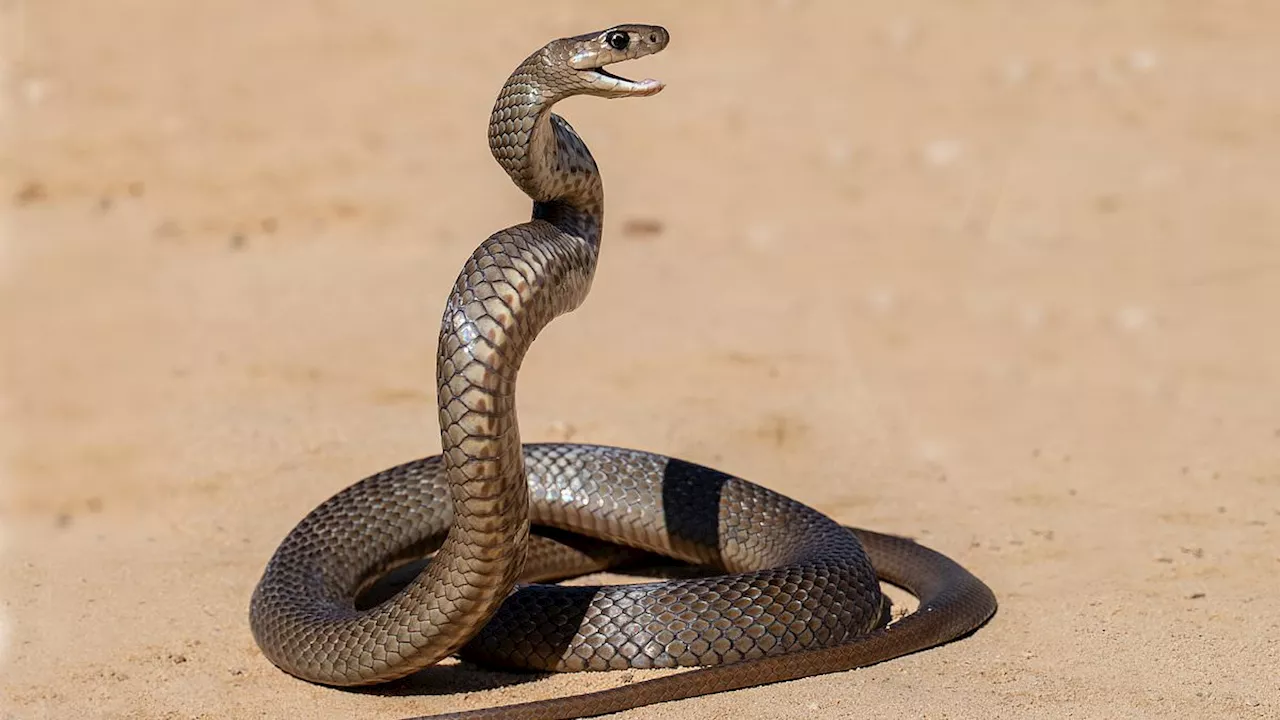 Man tragically dies after being bitten by a brown snake in North Queensland