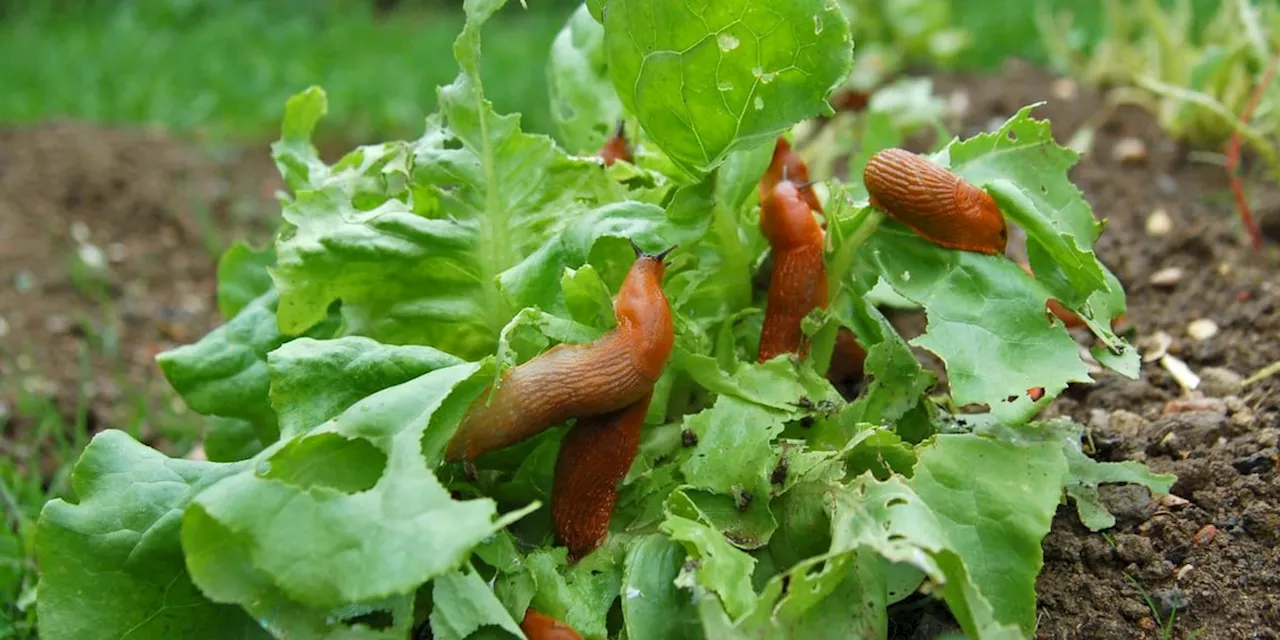 Mit fünf Pflanzen halten Sie Schnecken aus Ihrem Garten fern