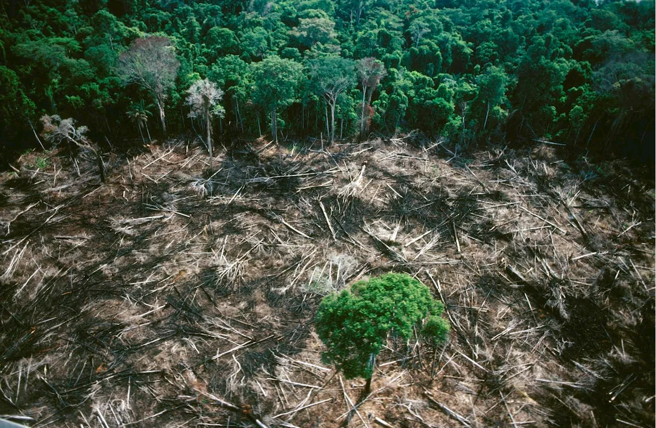 How The Forest Act And Business Can Help Stop Deforestation Globally