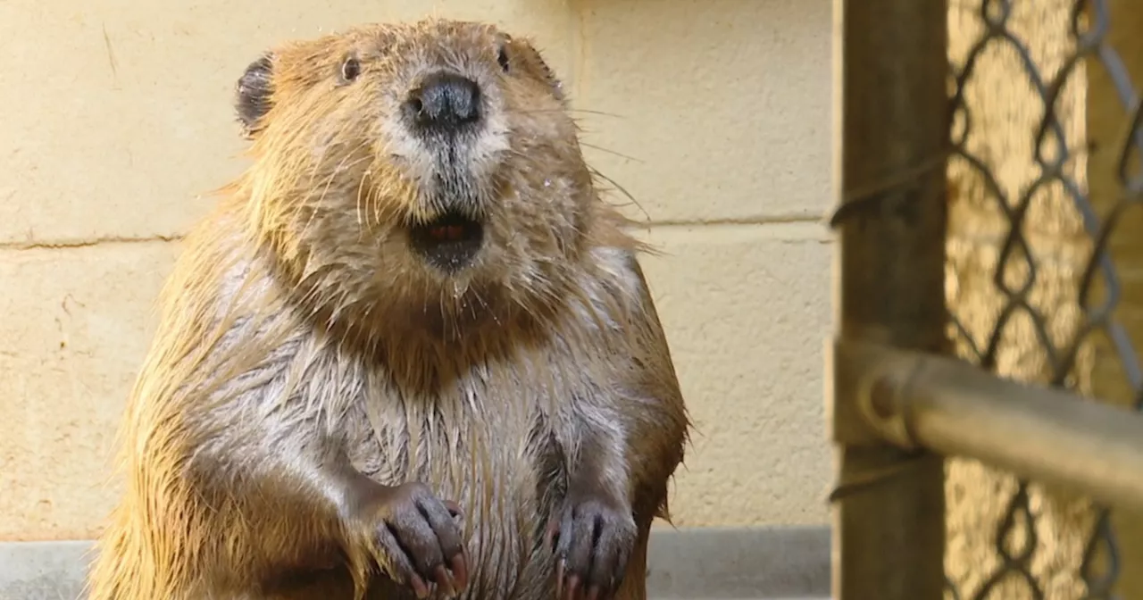 Call Noah's Ark, wildlife center moves to new Ogden home