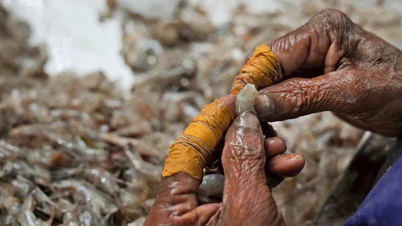 AP finds grueling conditions in Indian shrimp industry that report calls 'dangerous and abusive'