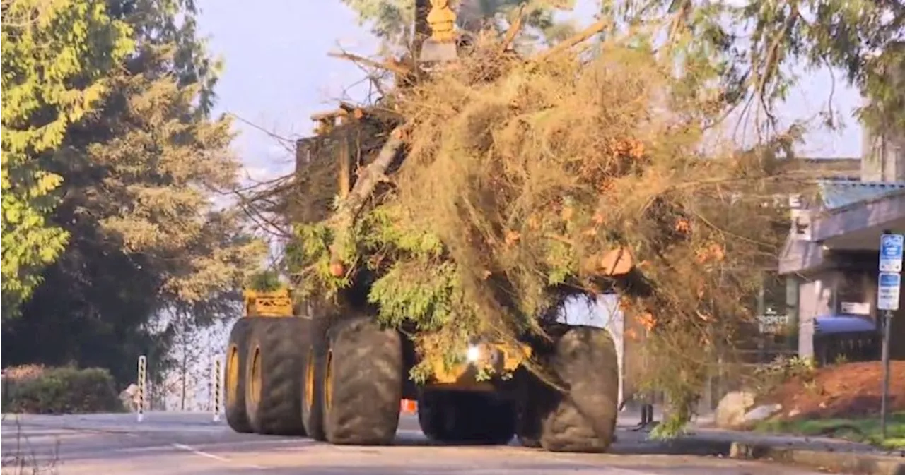 Petition to stop tree removal in Stanley Park gains steam