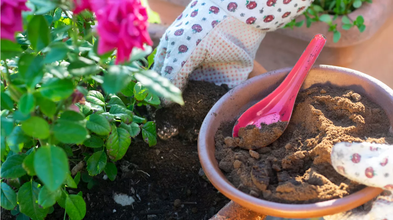 Pflanzen-Dünger ohne Chemie: So kannst du Kaffeesatz im Garten einsetzen