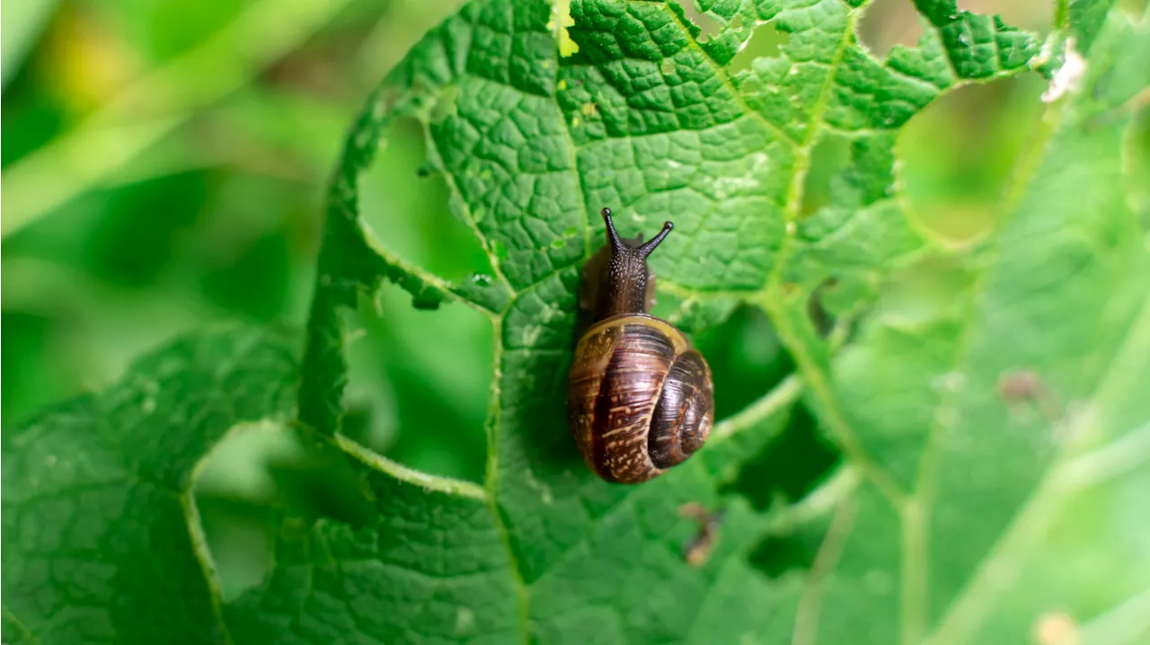 Schnecken im Garten bekämpfen: Die besten Hausmittel ganz ohne Chemie