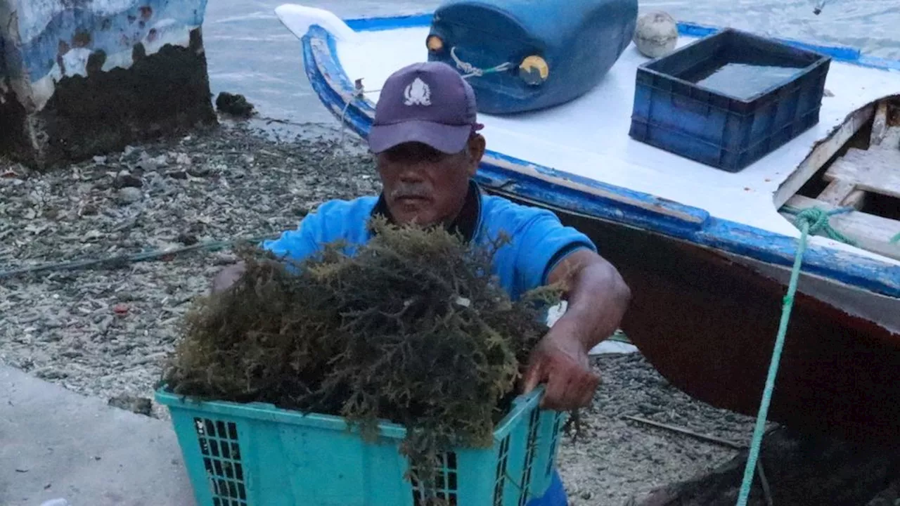 Jakarta Kaji Pulau Seribu sebagai Lumbung Pangan