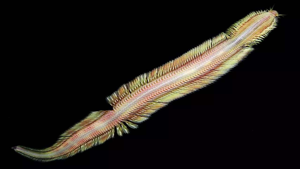 New deep-sea worm discovered off Costa Rica’s methane seeps