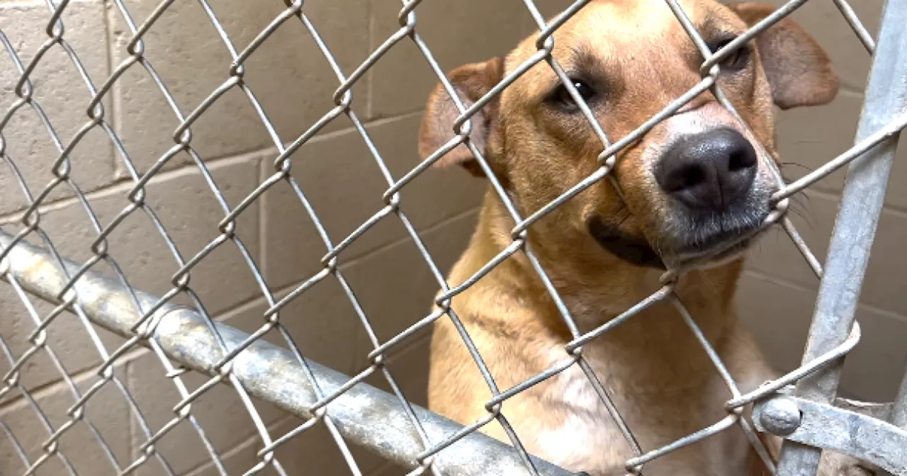 Investigation leads CCSO to take over Douglas Animal Shelter