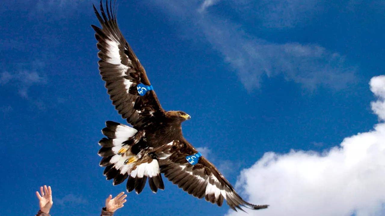 Man to plead guilty in eagle killing spree on reservation to sell feathers on black market