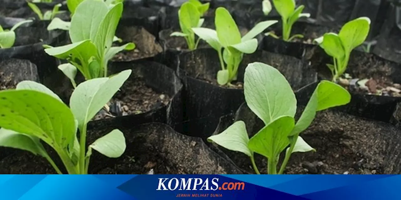 5 Tips Membeli Bibit Tanaman yang Berkualitas