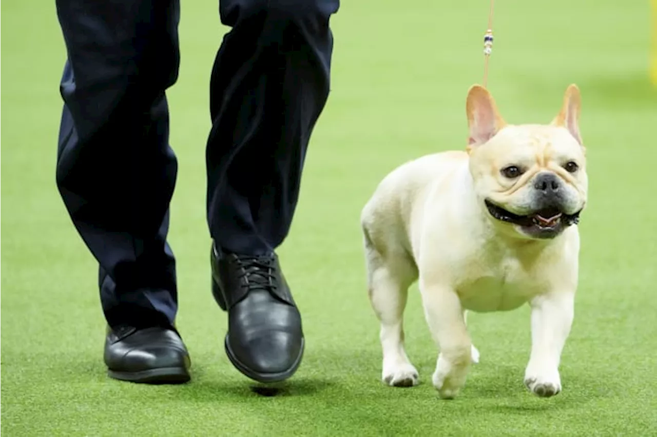 New rankings show French bulldogs reign on as top US breed, making many fans shudder