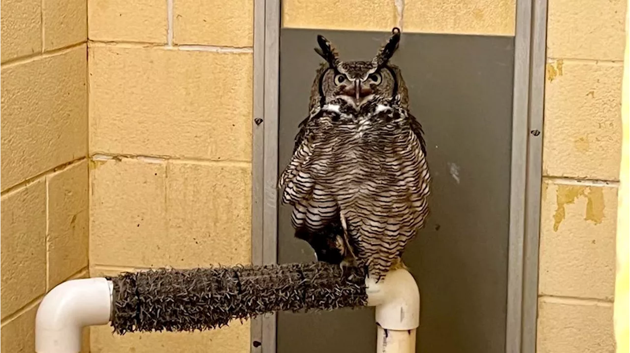 Wildlife Rehabilitation Center of Northern Utah works to save animals as space downsizes