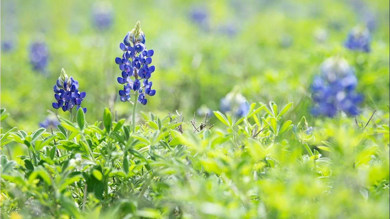 How to harvest bluebonnet seeds and when to pull up your plants