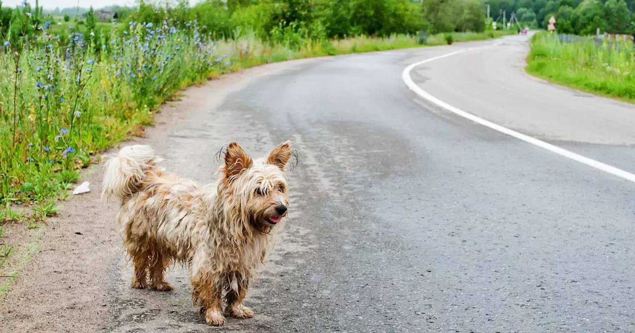 Doubs: découverte d'un cadavre de poney et d'animaux affaiblis