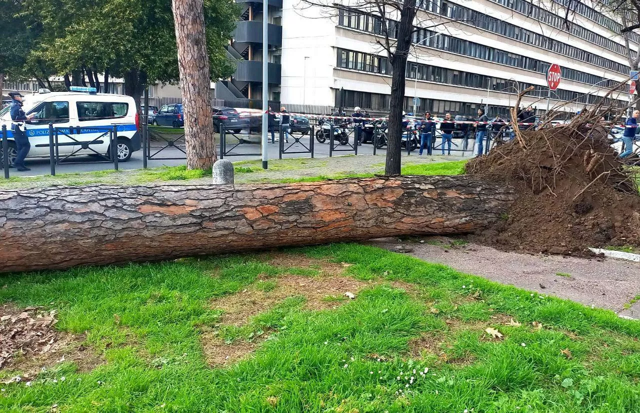 Crolla un pino sulla Colombo: un ferito e due auto distrutte