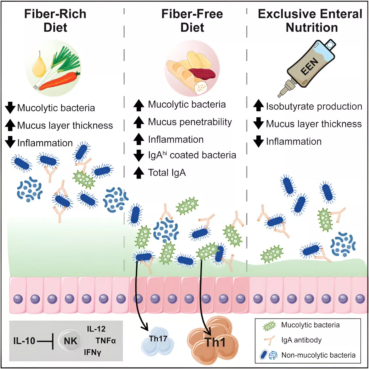 Fiber, Genes, and the Gut Microbiome: Possible Triggers for Inflammatory Bowel Disease