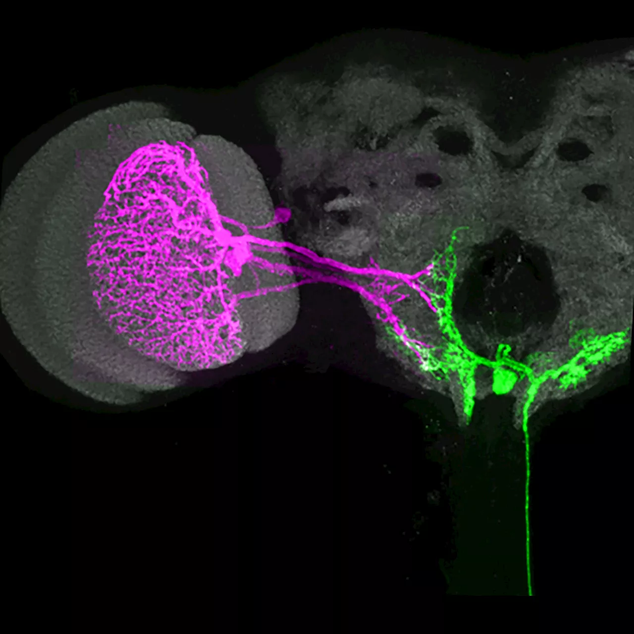 New study reveals how the brain orchestrates motions in partnership with sensory cues from the body