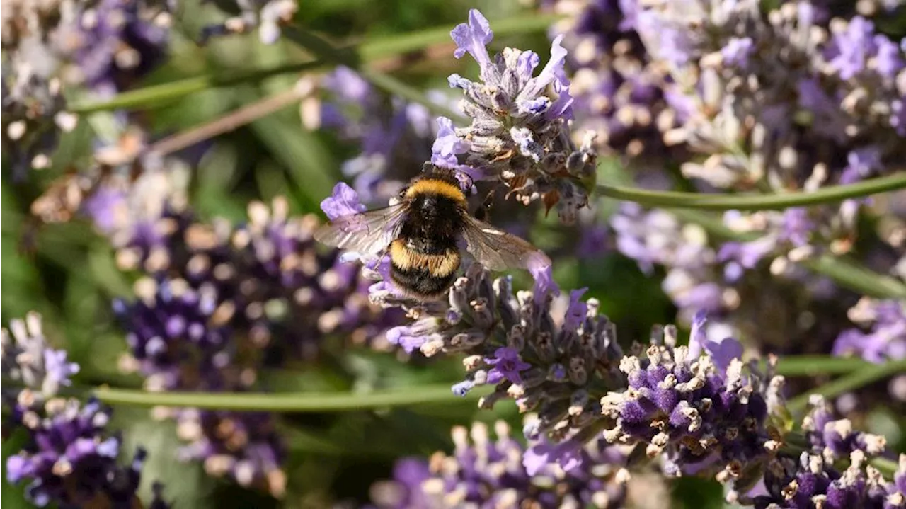 Tease of spring weather brings pollen season, flurry of allergies