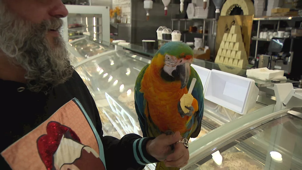 Rare macaw treated to mango gelato after surviving a hawk attack while stuck in a tree