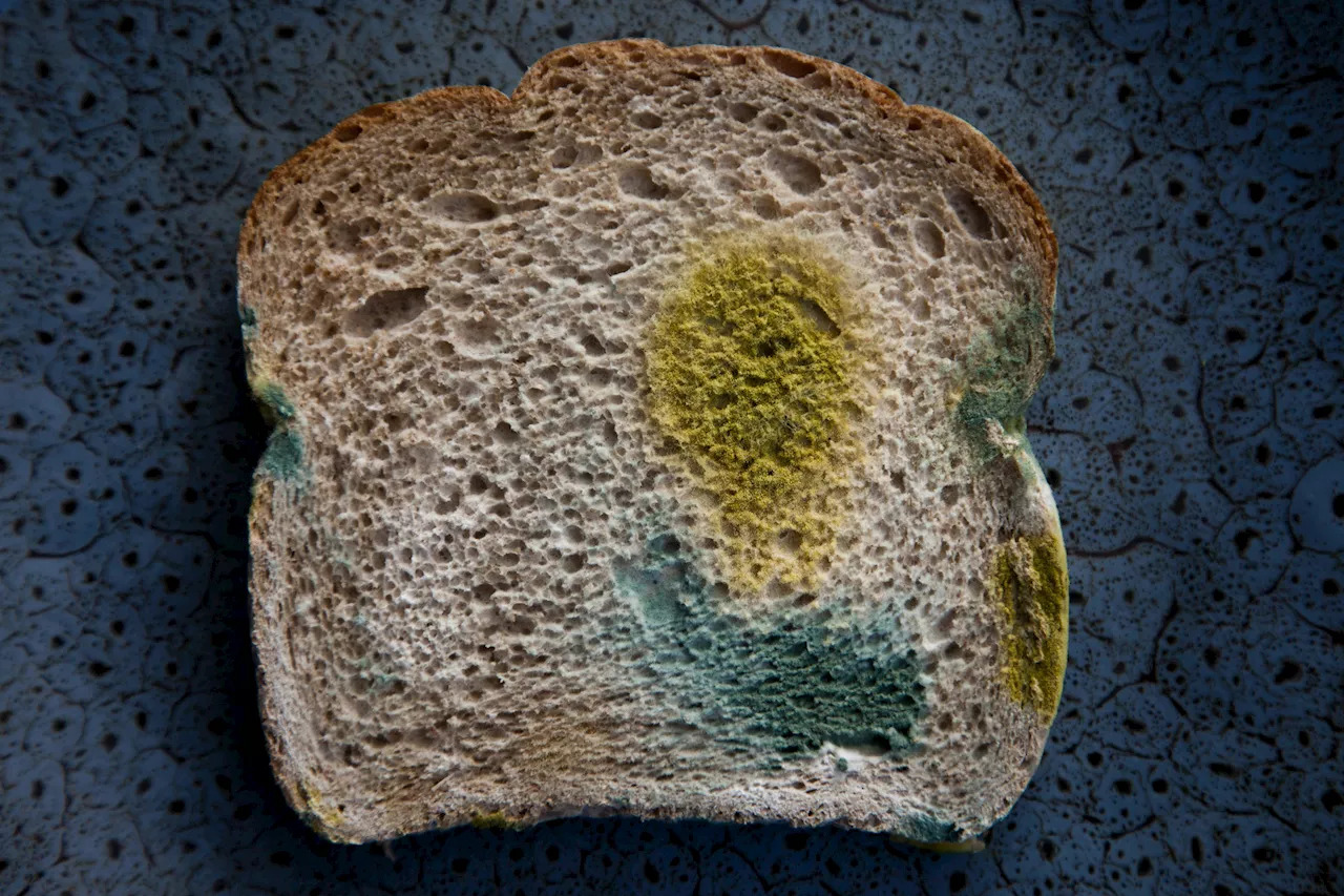 What happens if you eat mold? Food safety experts share which types to avoid most