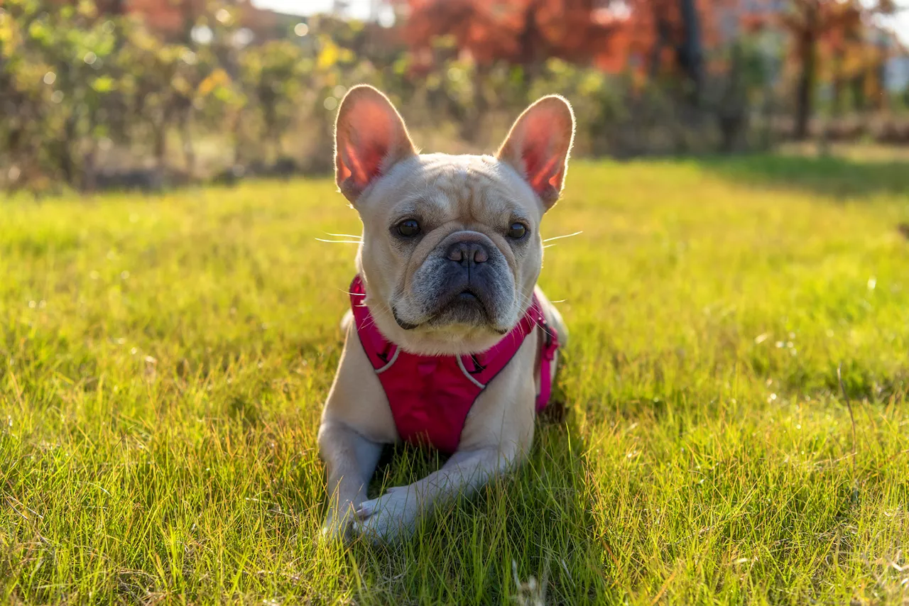 French bulldogs remain the most popular dog breed in the US