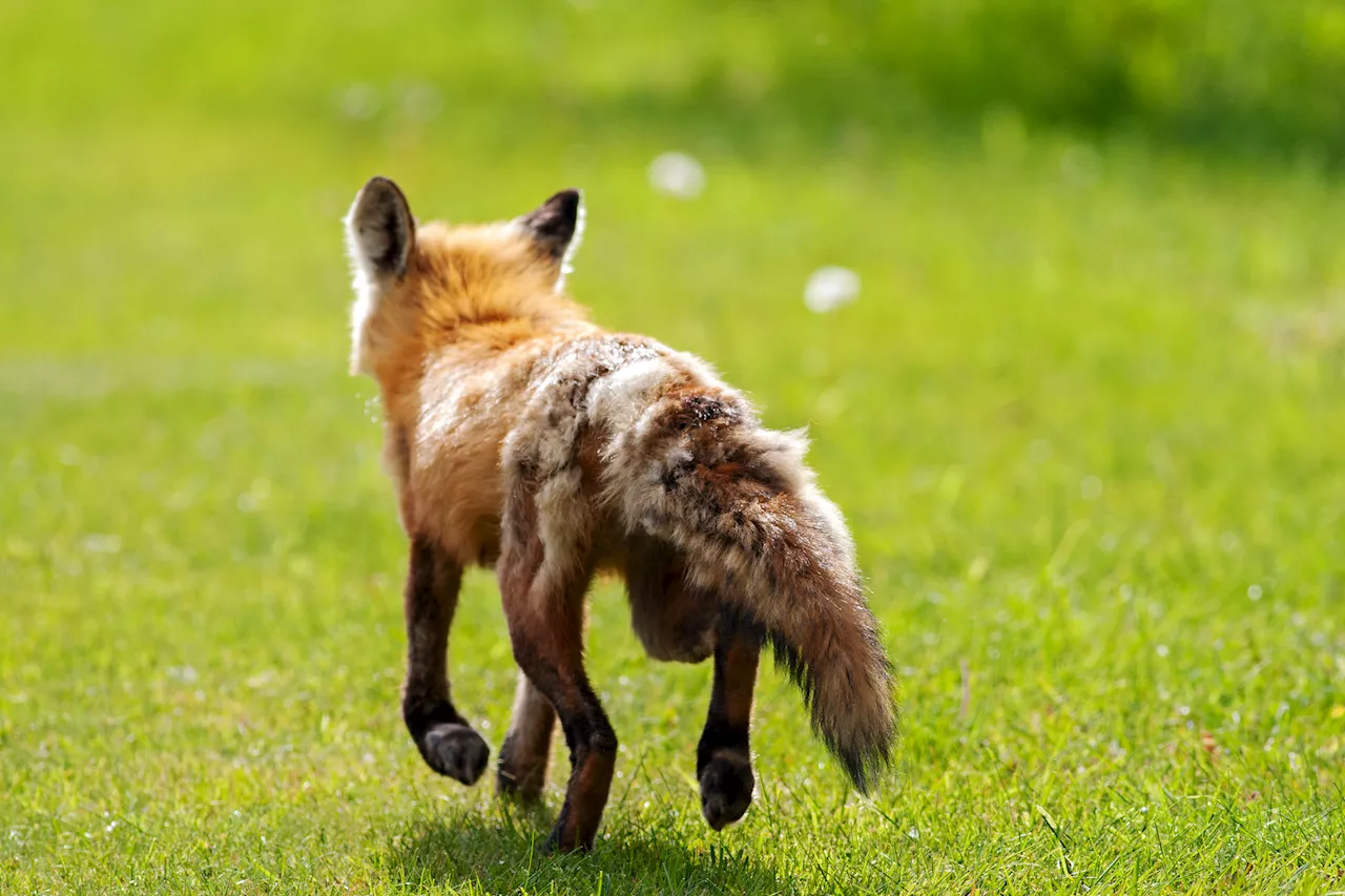 Warning issued after ‘sick' fox bites person walking their dog in Radnor Township