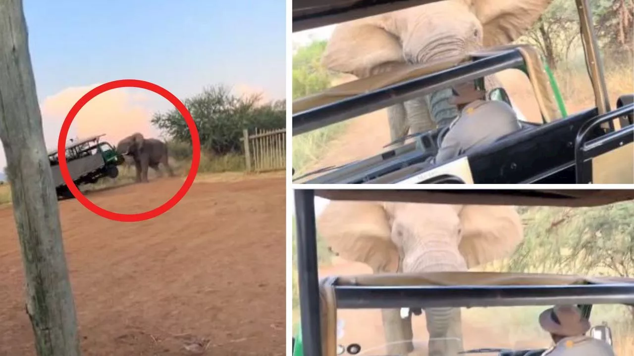 Bull Elephant Tries to Flip Tourist Bus During Safari