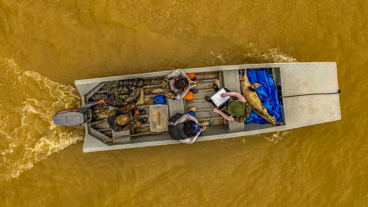 Amazon River may be altered forever by climate change