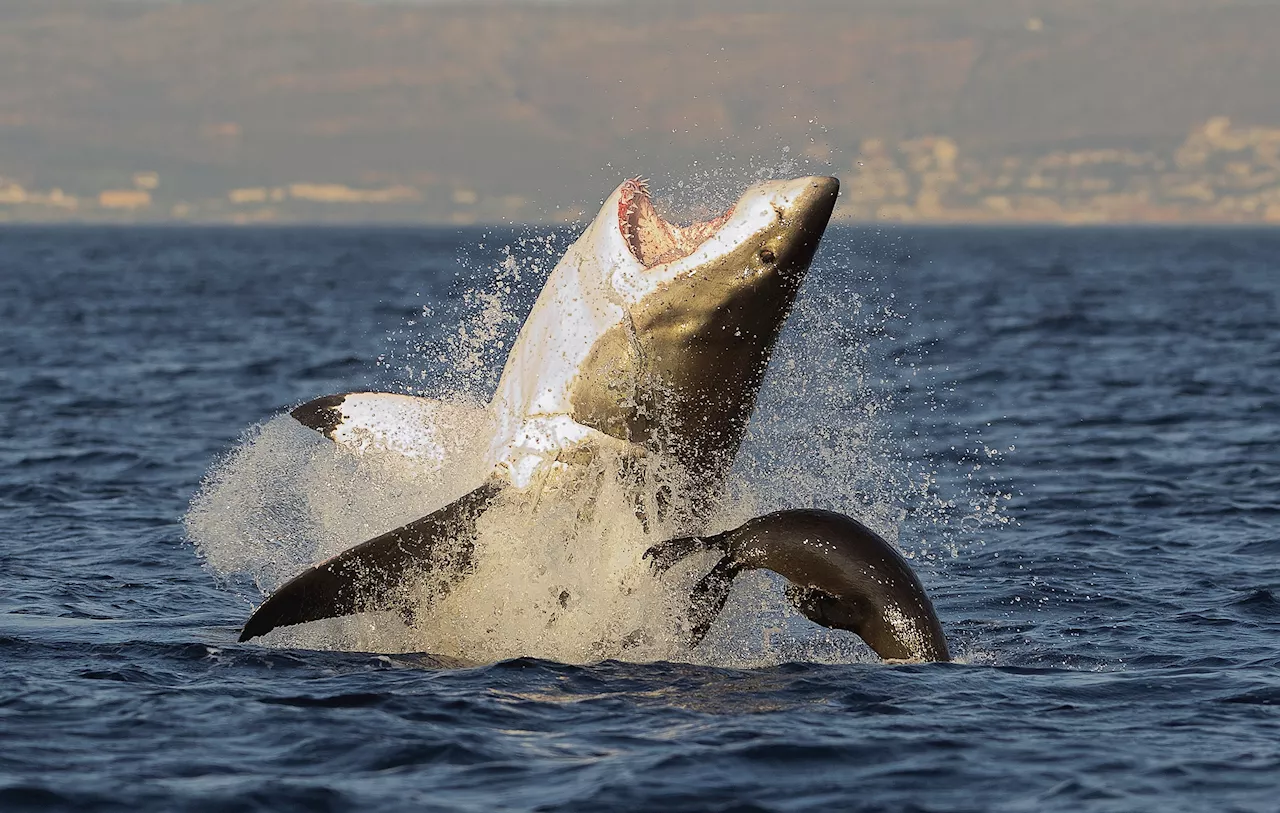 Great White Shark Found Decapitated on Beach