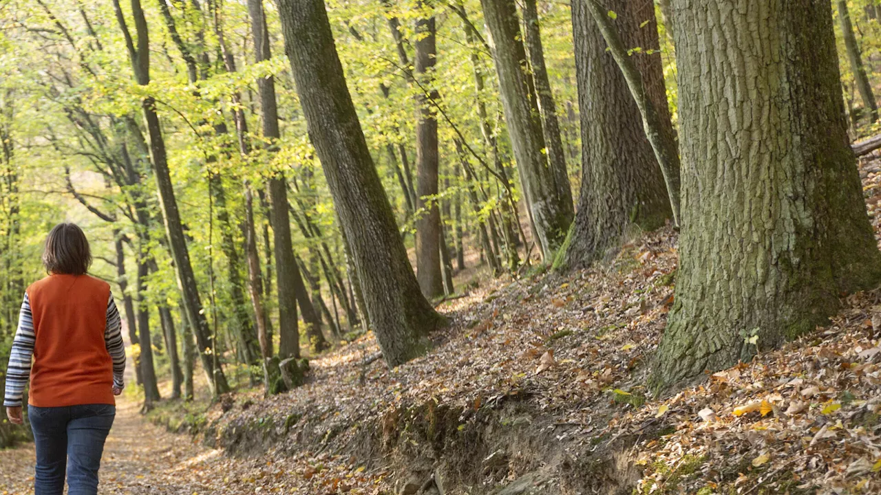 Toten Hund im Neulengbacher Stadtpark begraben