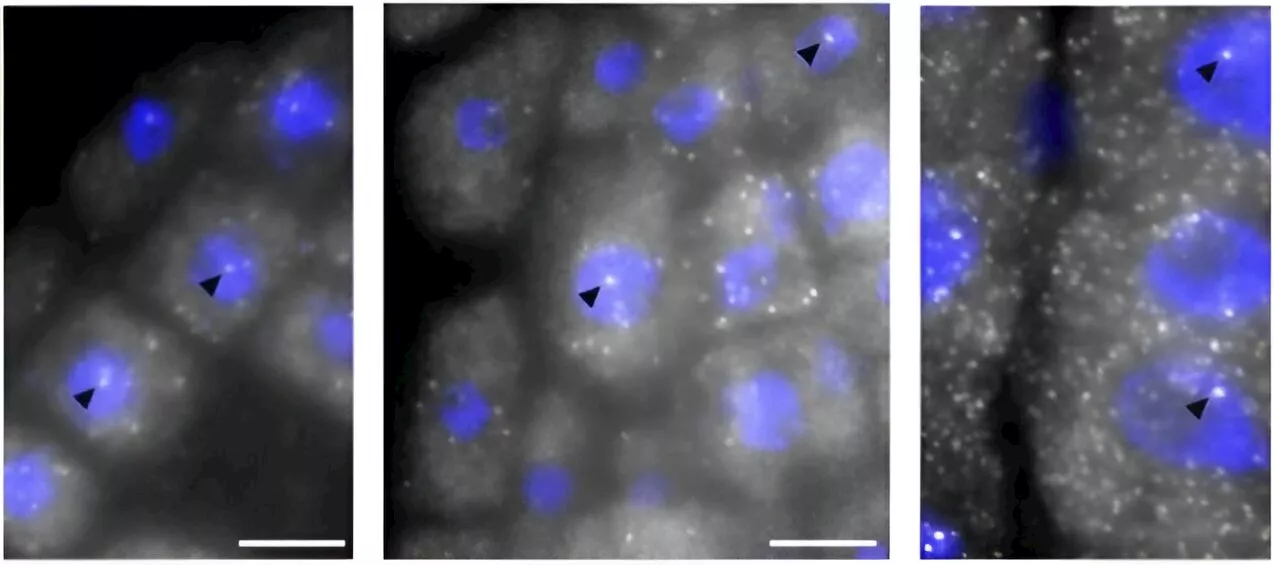 New insights on the transcriptional regulation of seed germination