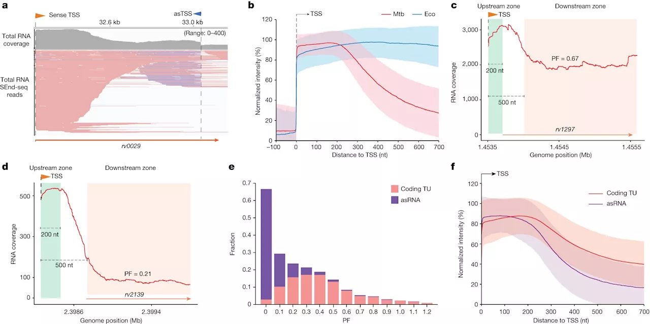 New tuberculosis study offers a novel paradigm for understanding bacterial transcription