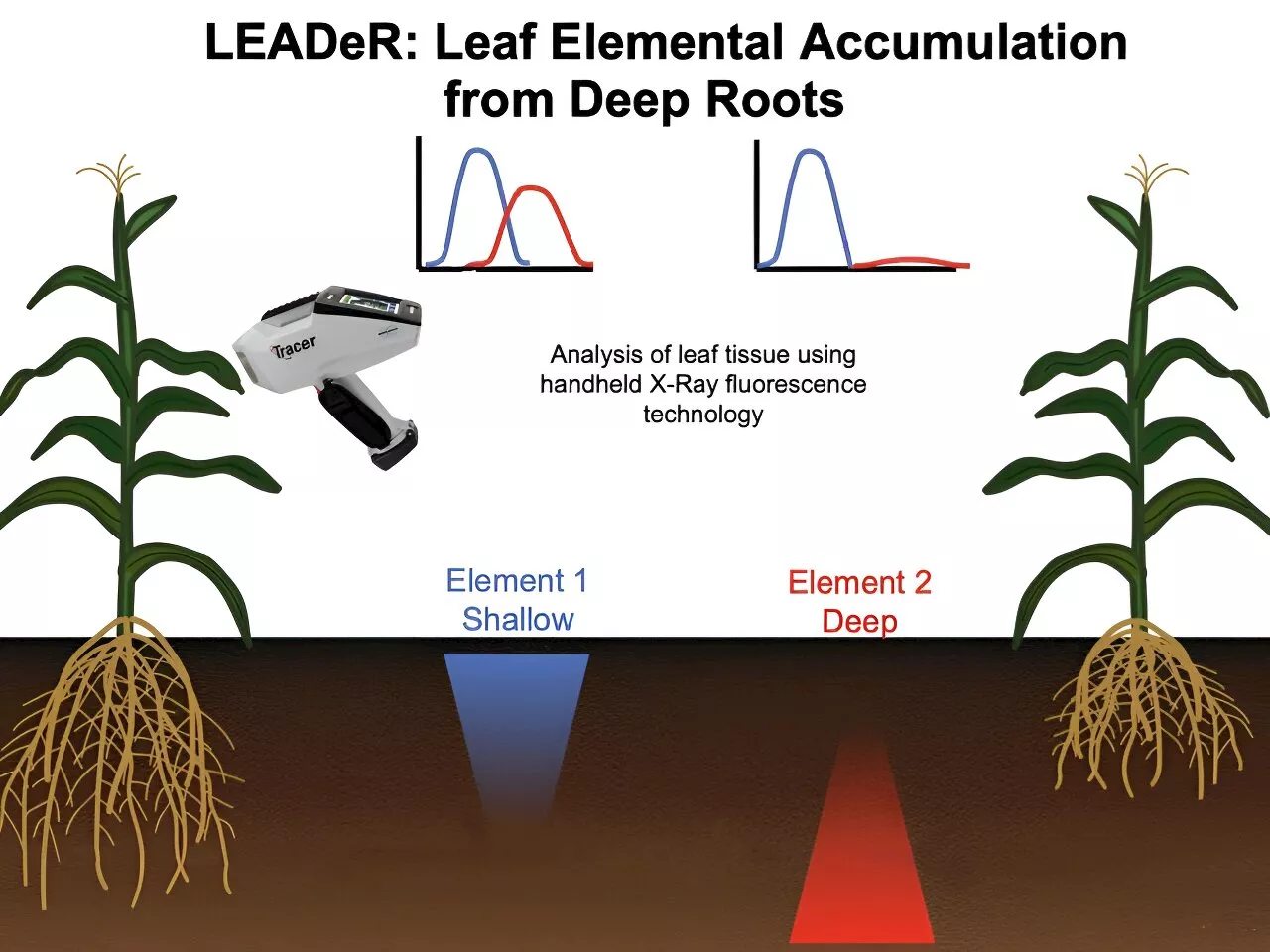 Novel method to measure root depth may lead to more resilient crops