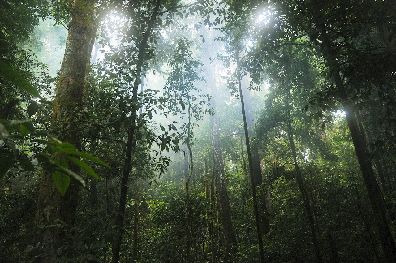 Q&A: Nigeria's Forests Disappearing and the Need for Protection