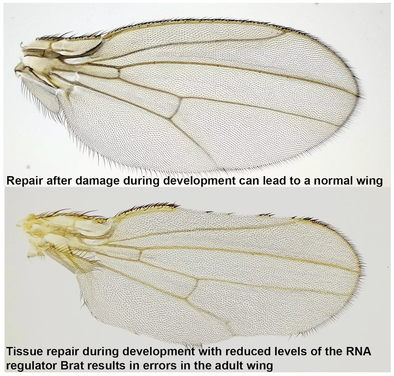 Researchers identify key regulators underlying regeneration in Drosophila