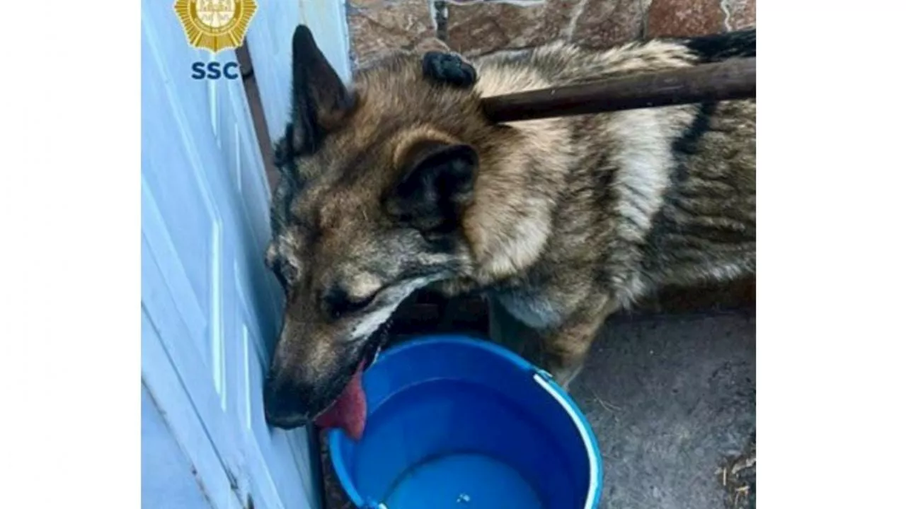 Lobo rescatado en la alcaldía GAM es un 'perro lobo hembra checoslovaco'; lo darán en adopción