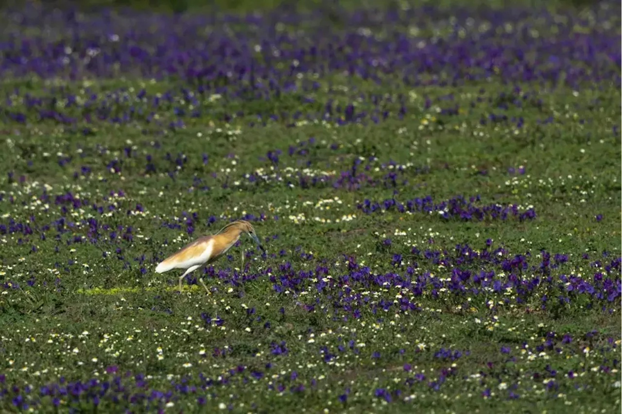 La crisis climática adelanta la floración en Doñana