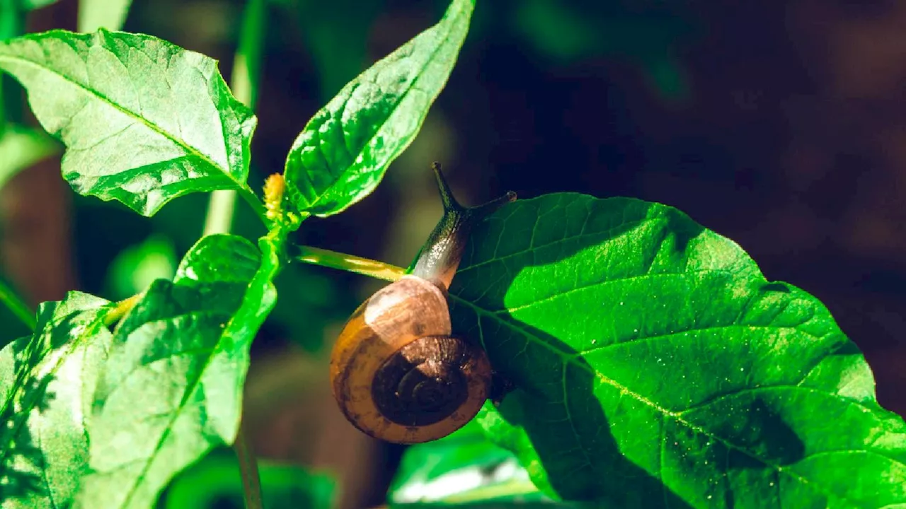 Schnecken, Raupen, Wühlmäuse & Co.: So schützt ihr euren Garten vor Parasiten