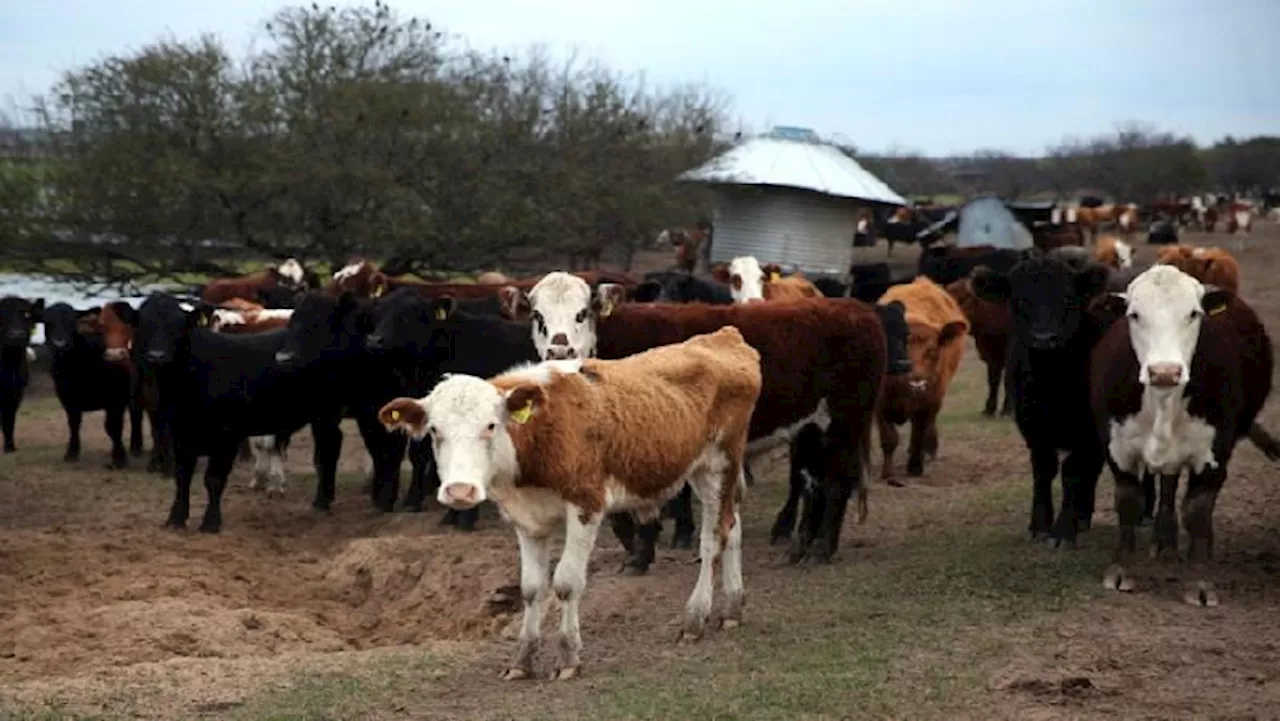 Farmers in KZN ask for assistance to curb livestock theft - SABC News - Breaking news, special reports,