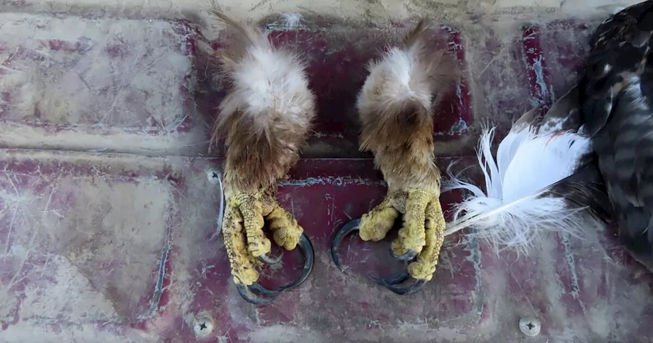 Man to plead guilty in eagle ‘killing spree’ on reservation to sell feathers on black market