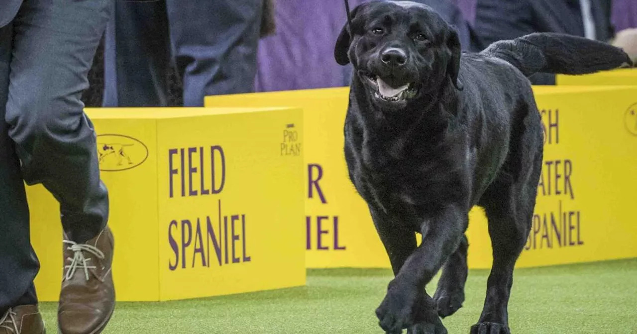 New rankings show French bulldogs reign on as top US breed, making many fans shudder