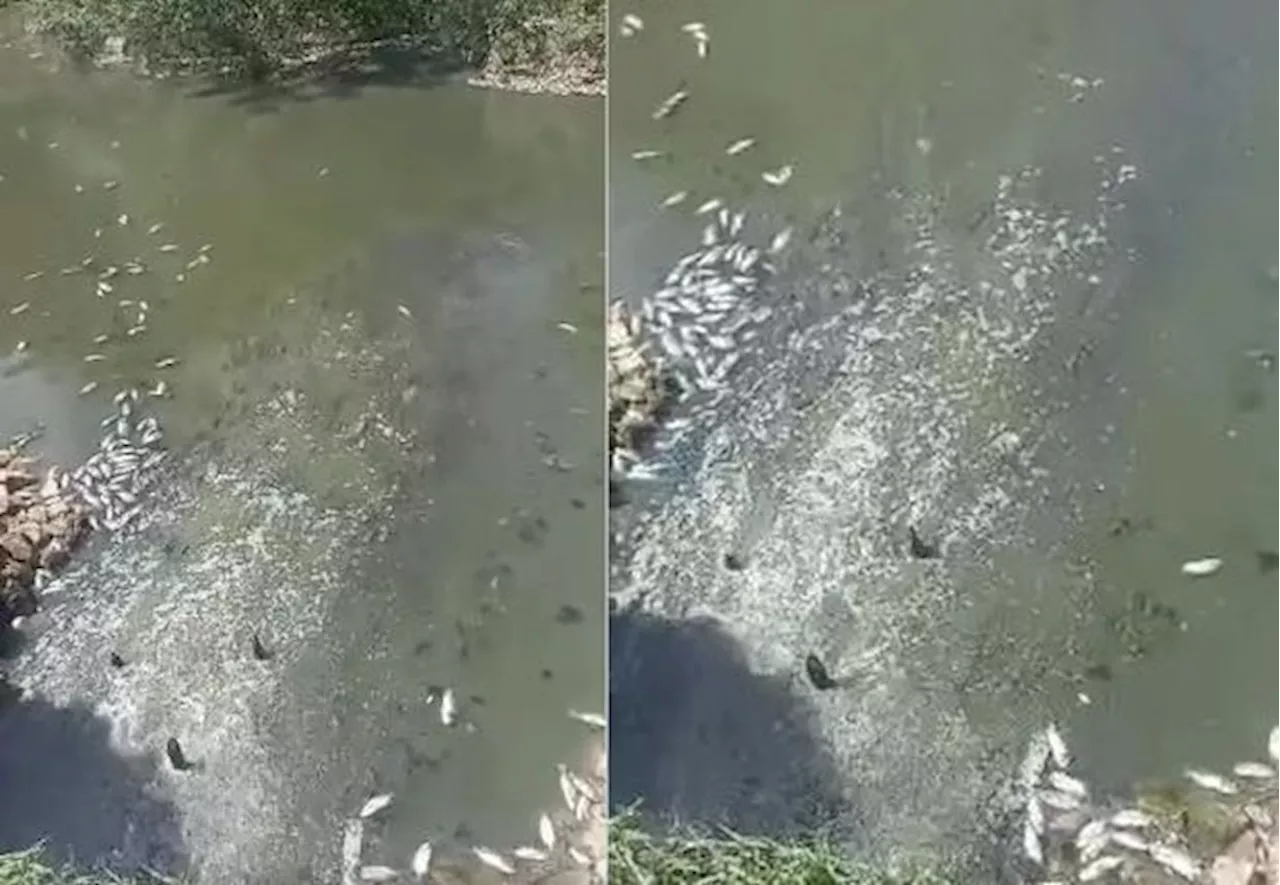 Dead fish in Kulai lake believed to be linked to sewage treatment plant, says exco