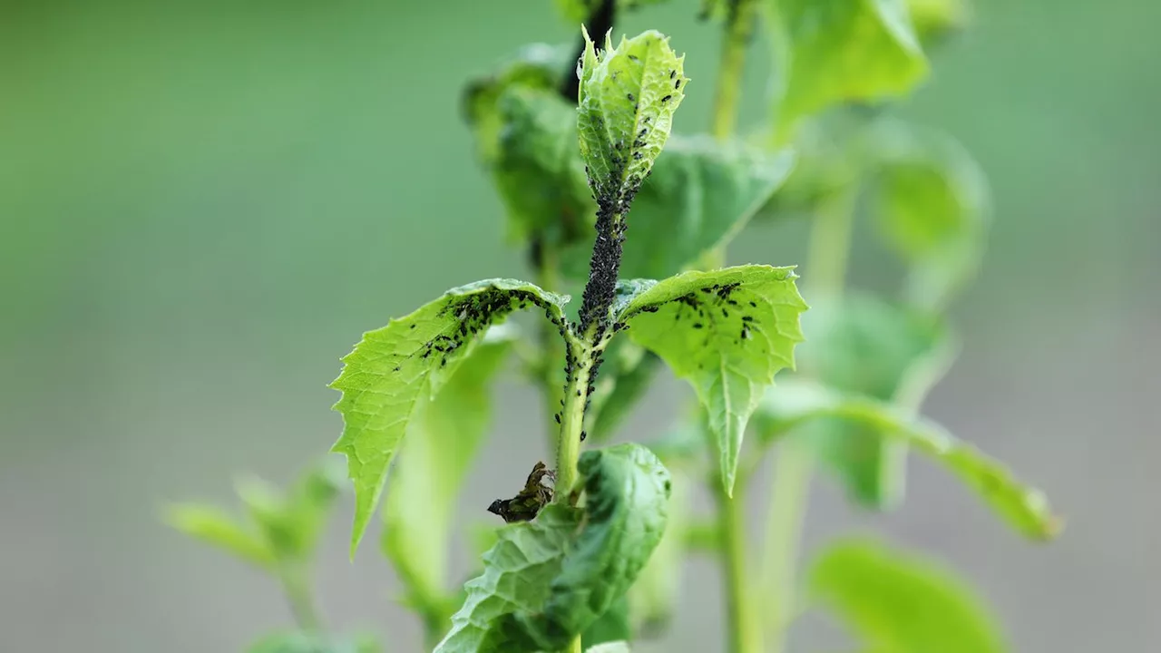 Das sind die häufigsten Schädlinge im Garten: Tipps zur Abwehr